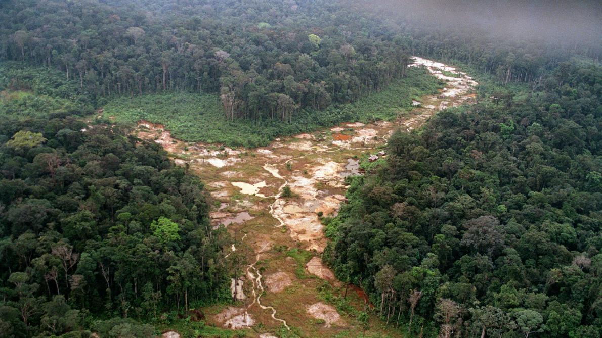 L Amazonie Pourrait Bientot Disparaitre