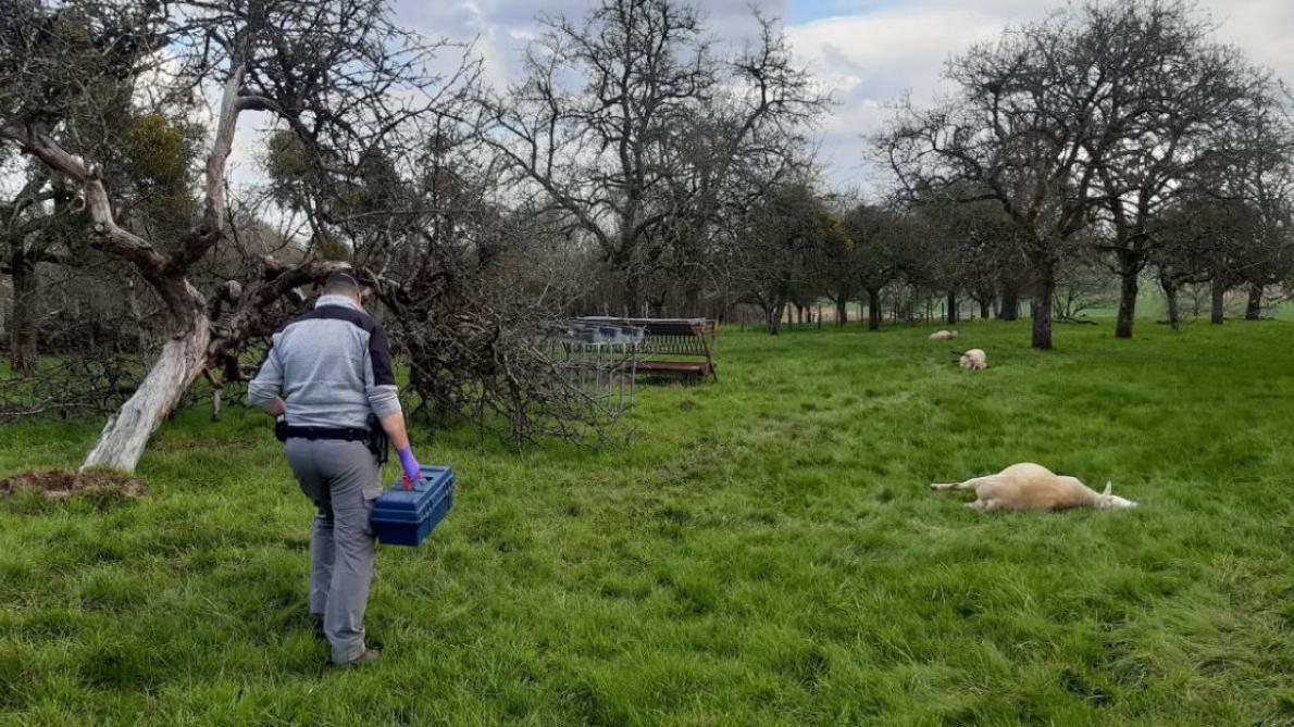 Attaque De Moutons A Marolles Sous Lignieres