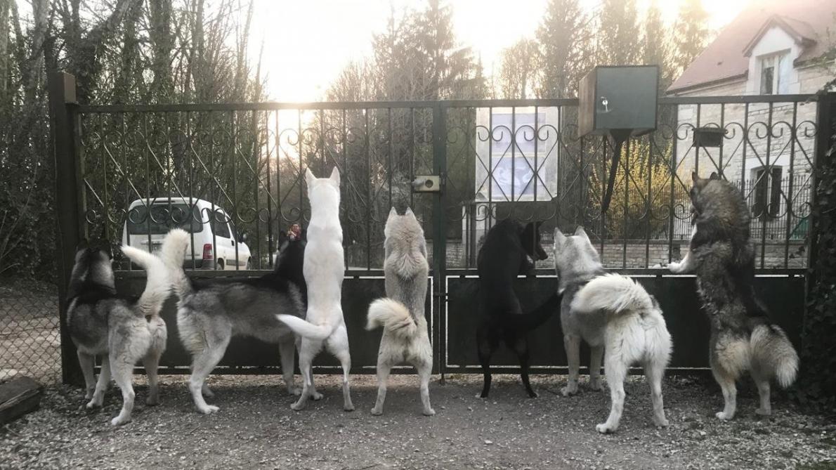 Mussy Sur Seine Confines Les Chiens De Traineau Rongent Leur Frein