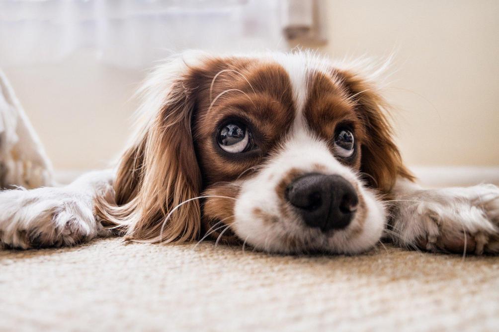 Poils, salive : comment se comporter avec son chien pendant la 