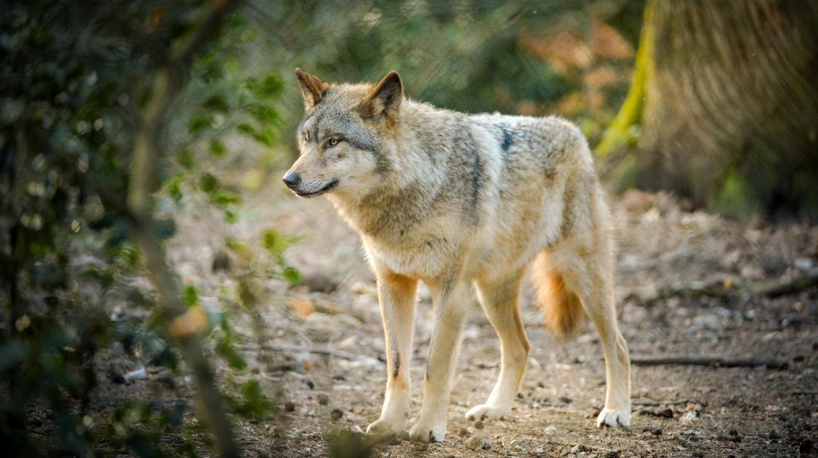 Pour une cohabitation durable avec le loup en France - UICN France
