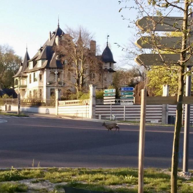 Photos Chevreuils Renard Les Animaux Sauvages S Aventurent Dans Reims