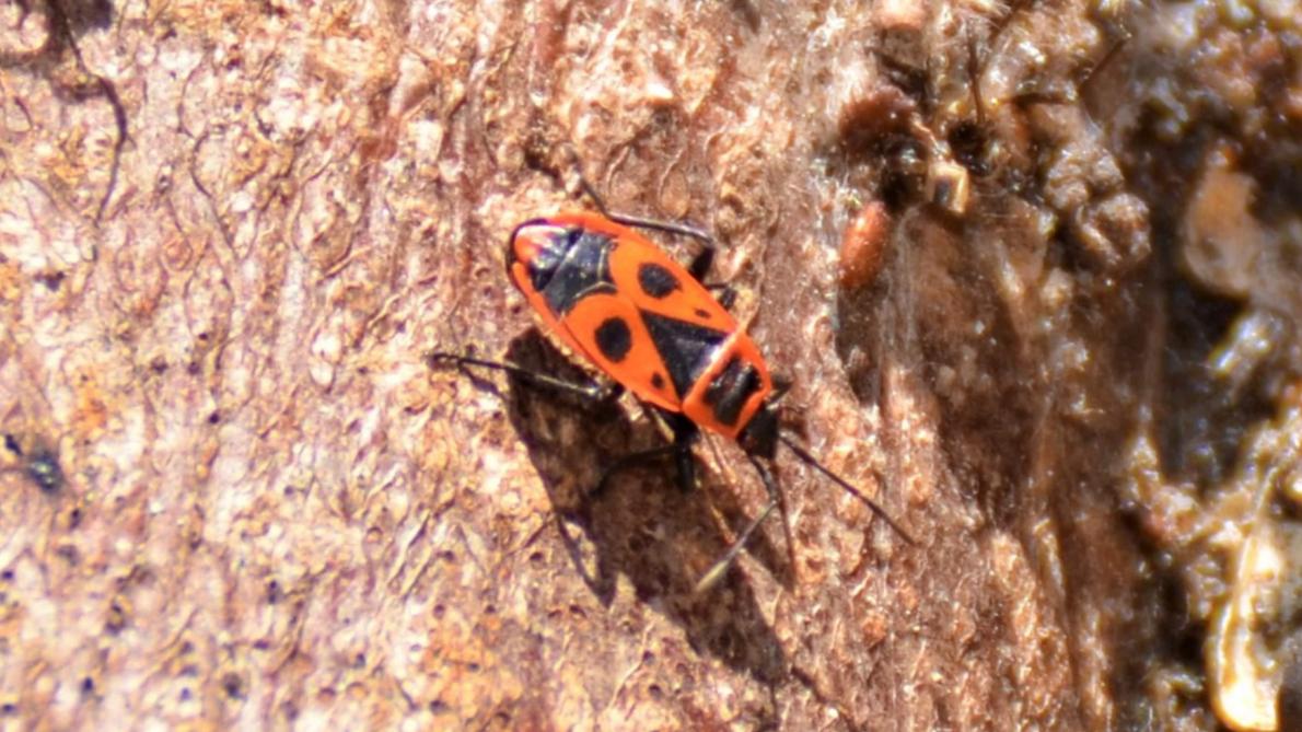 Pays Chaunois Un Mois Une Espece Vivez La Science Des Insectes Pays Chaunois Un Mois Une Espece Vivez La Science Des Insectes