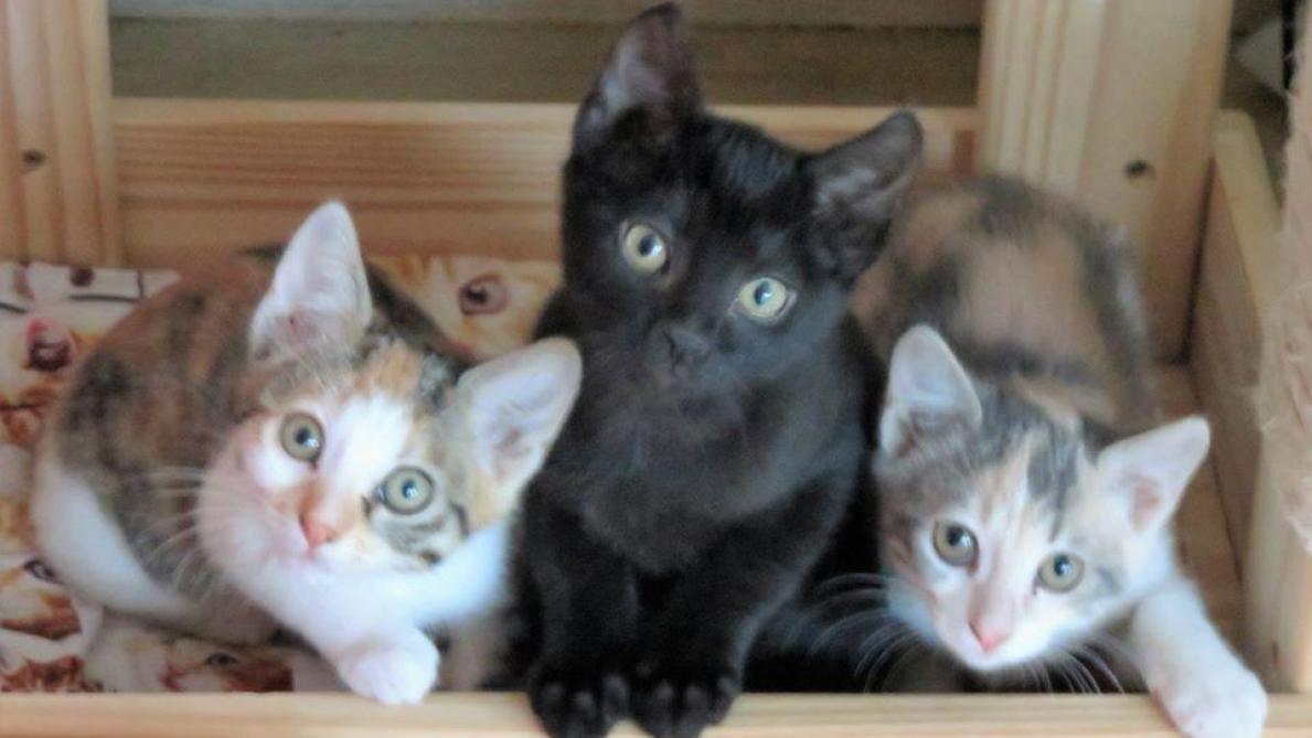 Animaux Malgre Le Confinement Vous Pouvez Aider Les Associations Auboises Animaux Malgre Le Confinement Vous Pouvez Aider Les Associations Auboises
