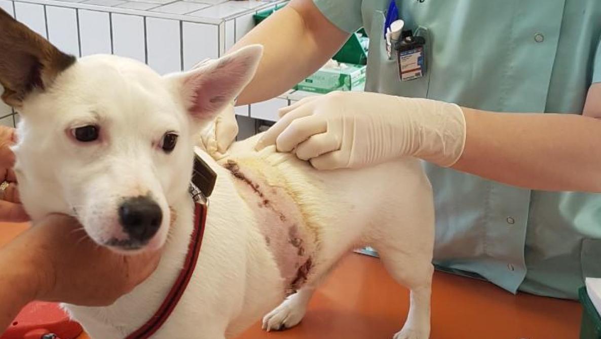 Les Morsures Entre Chiens A La Hausse Selon Les Veterinaires Du Secteur Sparnacien