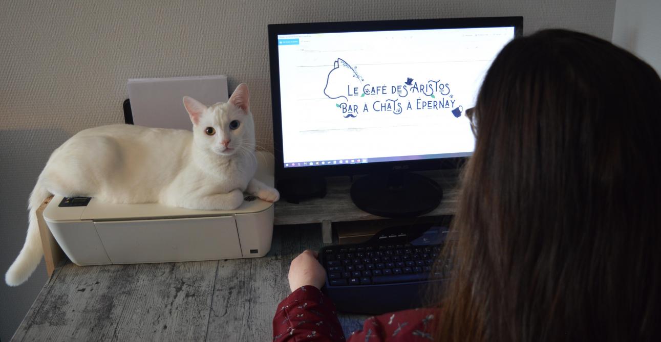Un Bar A Chats En Septembre A Epernay