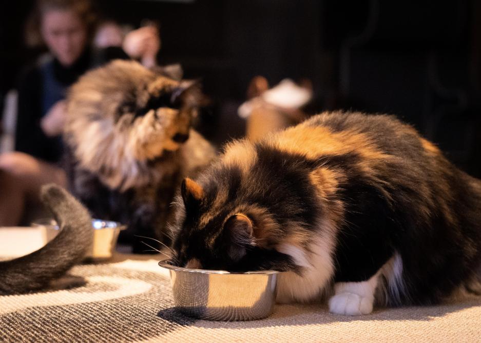 Coronavirus Aucune Preuve Que Les Animaux Domestiques Puissent Contaminer Leurs Maitres