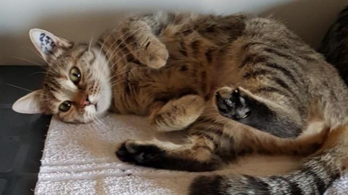 L Ecole Du Chat De L Aube Lance A Son Tour Les Adoptions Solidaires L Ecole Du Chat De L Aube Lance A Son Tour Les Adoptions Solidaires