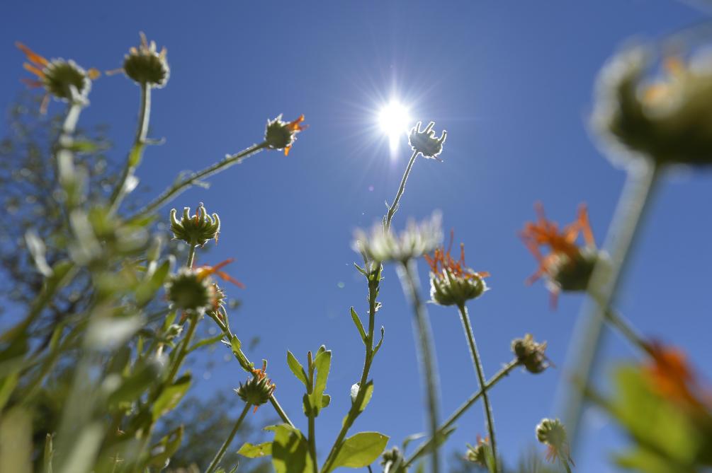 La Chaleur Et Les Rayons Du Soleil Pourraient Affaiblir Le Virus Selon Une Etude Americaine La Chaleur Et Les Rayons Du Soleil Pourraient Affaiblir Le Virus Selon Une Etude Americaine