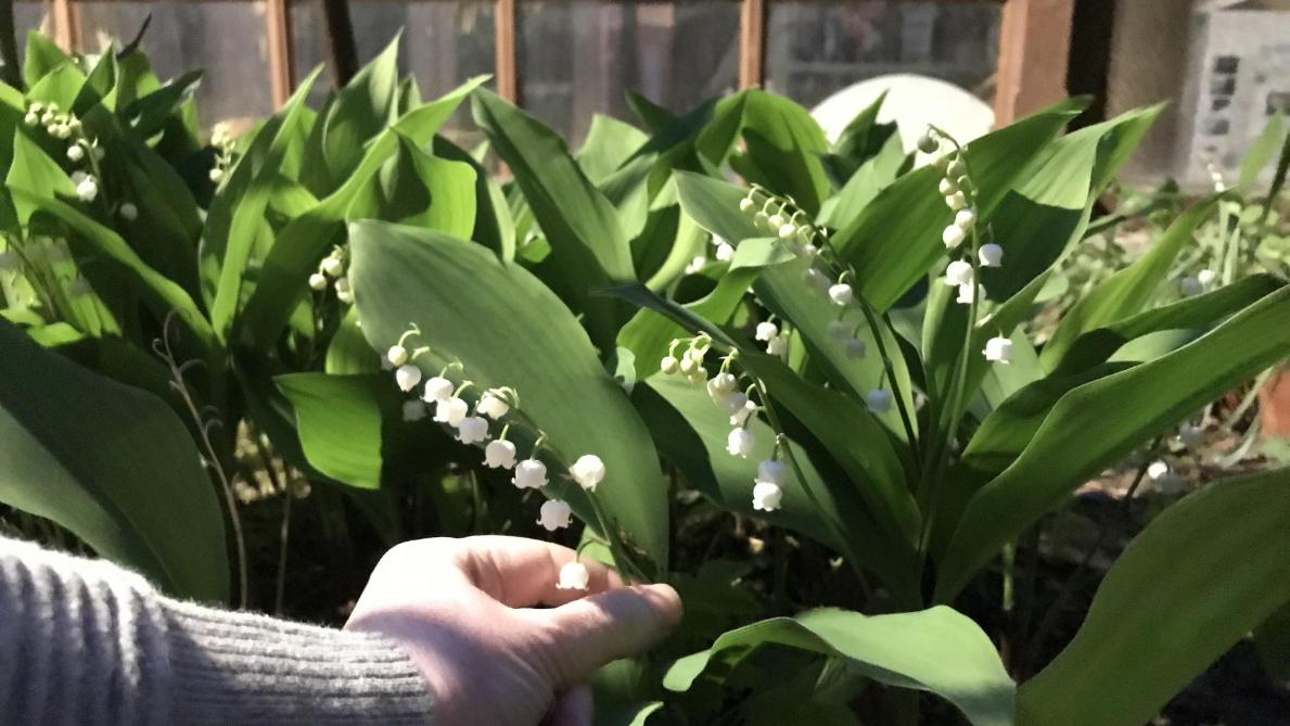 Vente De Muguet Un 1er Mai Etroitement Encadre Dans L Aube Vente De Muguet Un 1er Mai Etroitement Encadre Dans L Aube