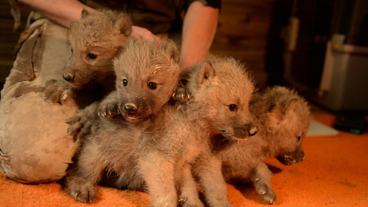 Video Des Louveteaux Arctiques Naissent Au Parc Argonne Decouverte Dans Les Ardennes
