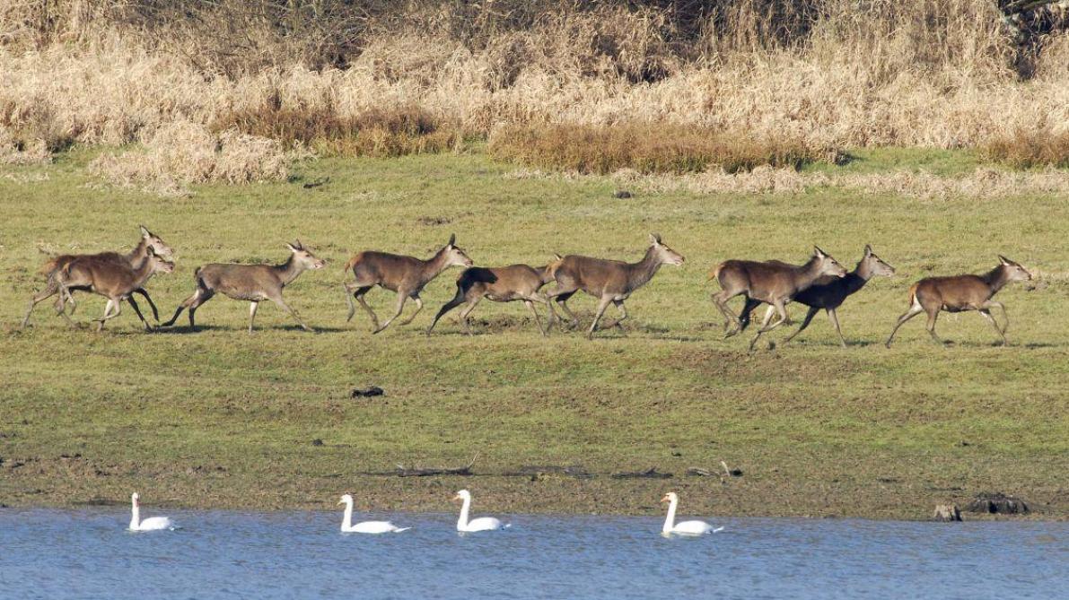 Les Animaux Redevenus Rois Du Parc Naturel De La Foret D Orient