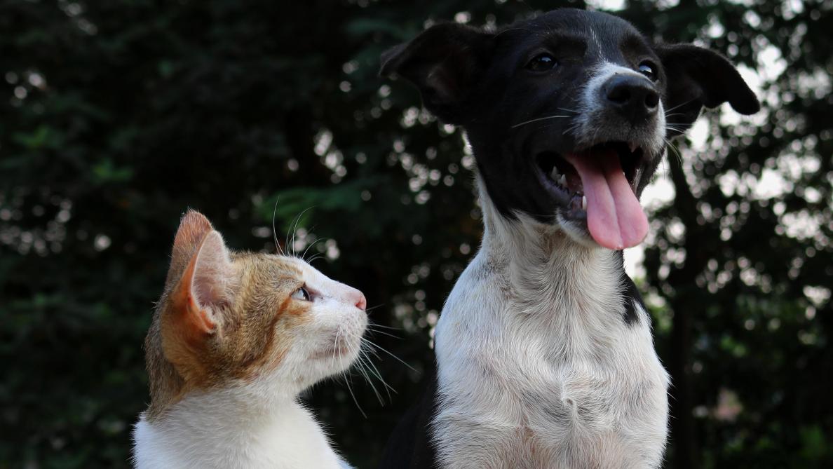 Spa Plus De 650 Chiens Et Chats Adoptes Par Le Biais D Internet Durant Le Confinement Spa Plus De 650 Chiens Et Chats Adoptes Par Le Biais D Internet Durant Le Confinement