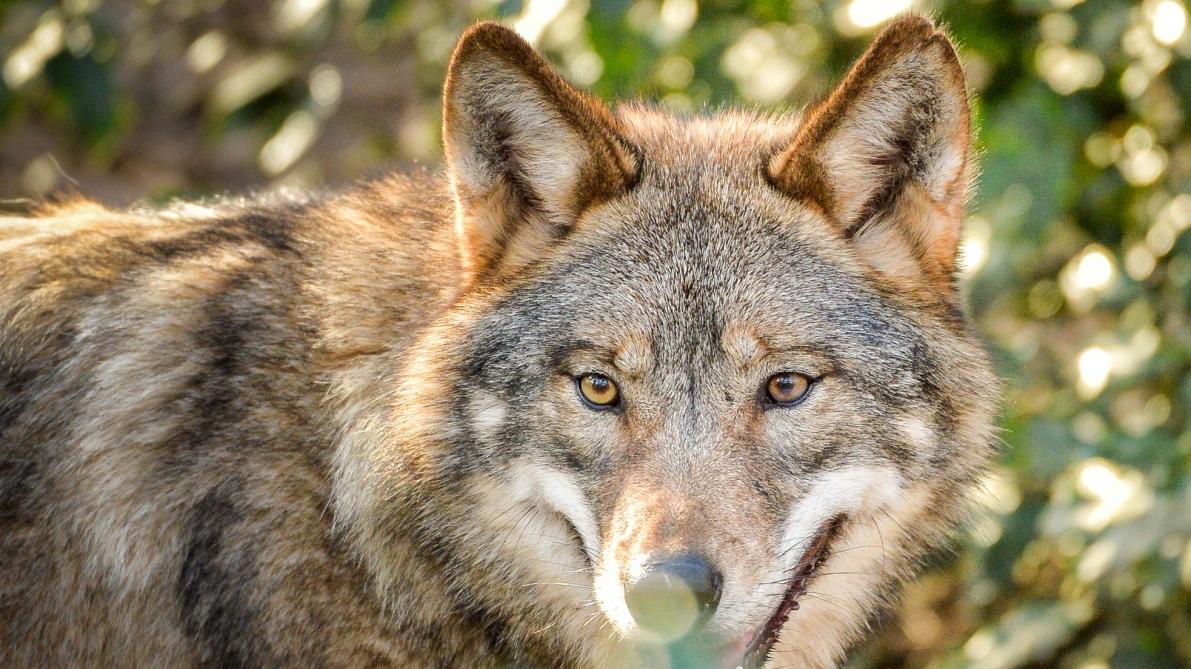 Coronavirus Le Confinement A T Il Favorise Le Retour Des Loups