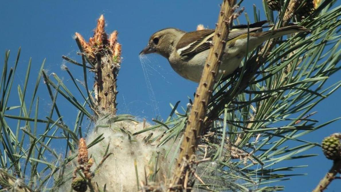 Confinement Une Periode De Repit Pour La Nature Mais Attention A La Suite