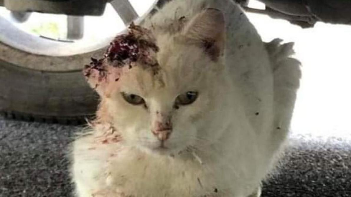 Elle Alerte Sur La Souffrance Des Animaux Errants Dans Le Sud Ardennes