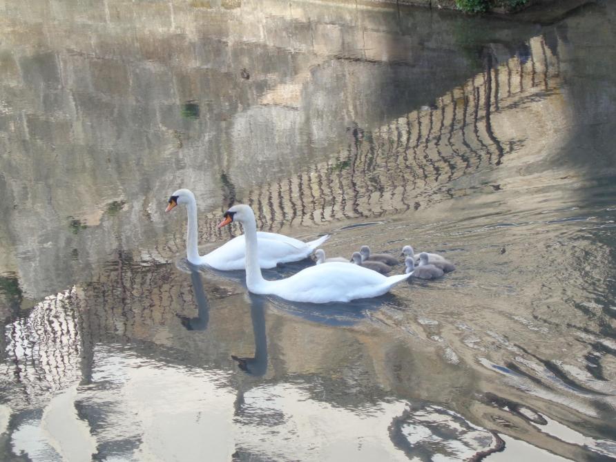 A Chalons Ces Bebes Cygnes Font L Attraction