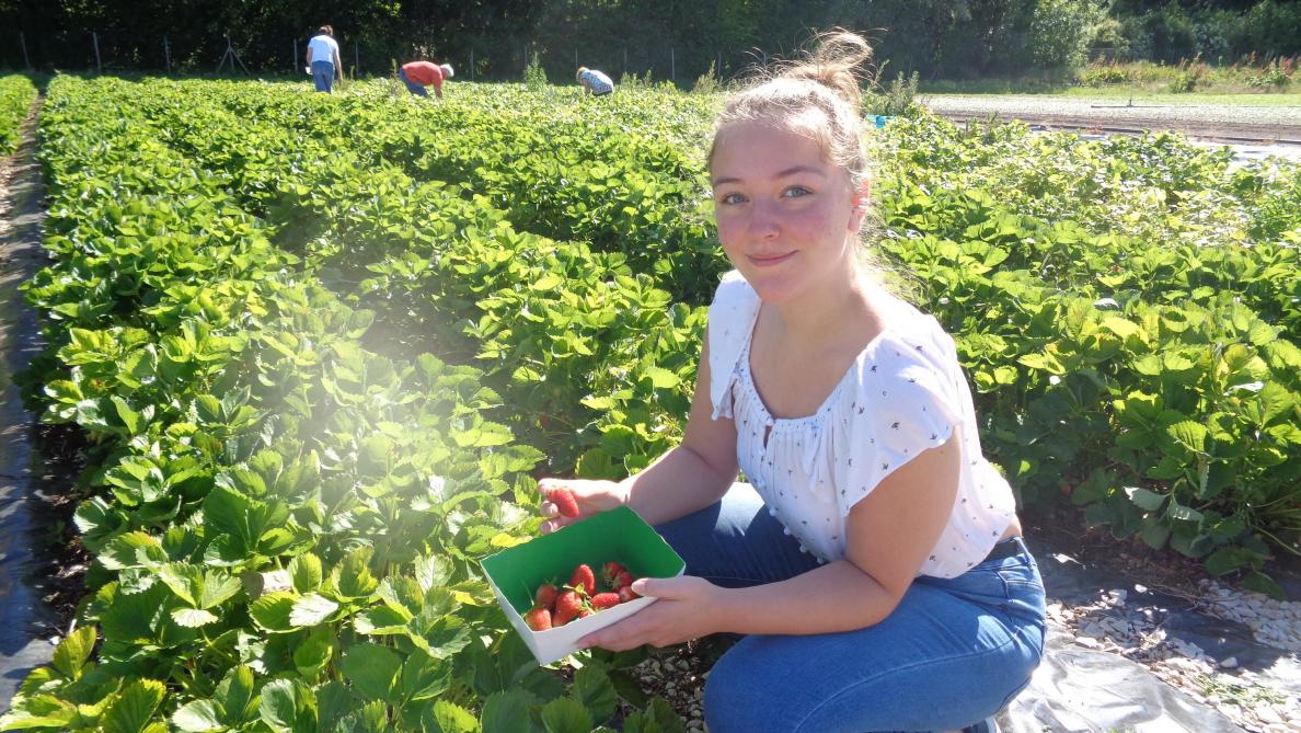 La Cueillette A Repris Dans Le Respect Des Regles Sanitaires A Saint Etienne Au Temple