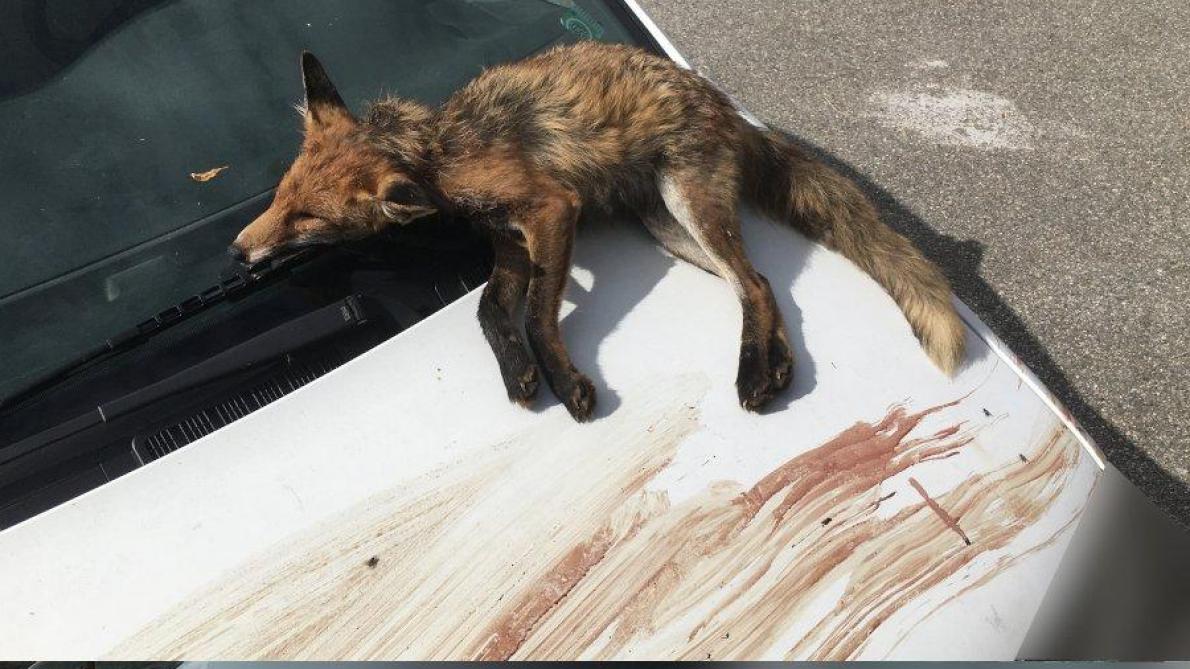 Drome Un Defenseur Des Animaux Decouvre Un Renard Mort Depose Sur Sa Voiture