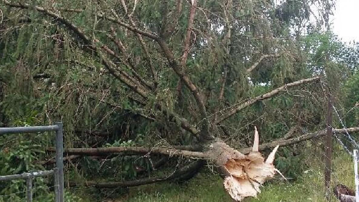 Une Mini Tornade Deracine Des Arbres En Thierache