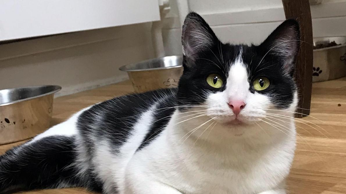 L Ecole Du Chat De L Aube A Besoin De 10 000 Pour Poursuivre Ses Missions