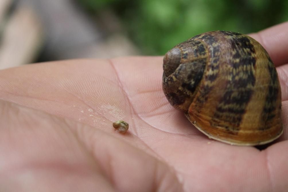 L Elevage D Escargots De Dampierre Le Chateau Traverse La Crise L Elevage D Escargots De Dampierre Le Chateau Traverse La Crise