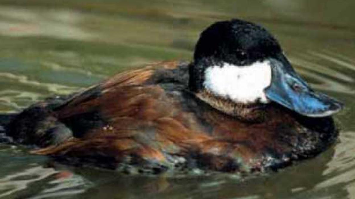 Une ouverture traditionnelle de la chasse du gibier d'eau ...