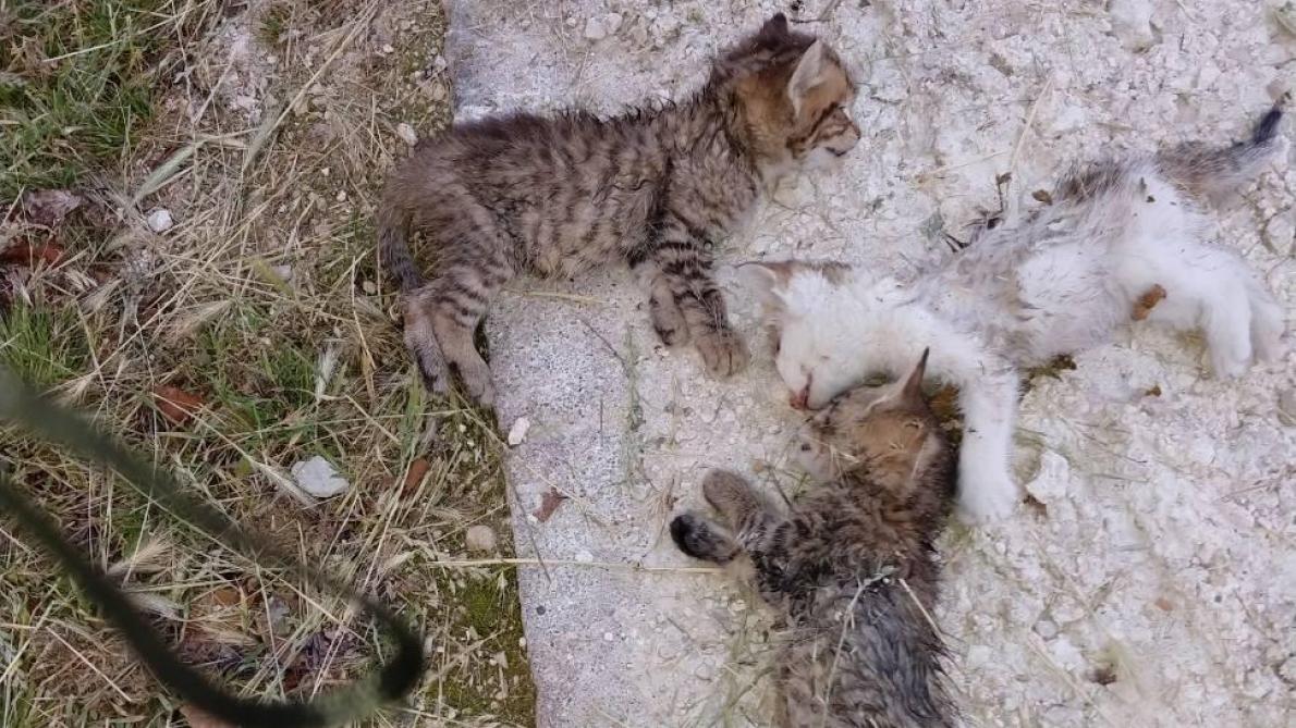 Trois Chatons Tues Par Amusement Rue Planche Clement A Troyes Trois Chatons Tues Par Amusement Rue Planche Clement A Troyes