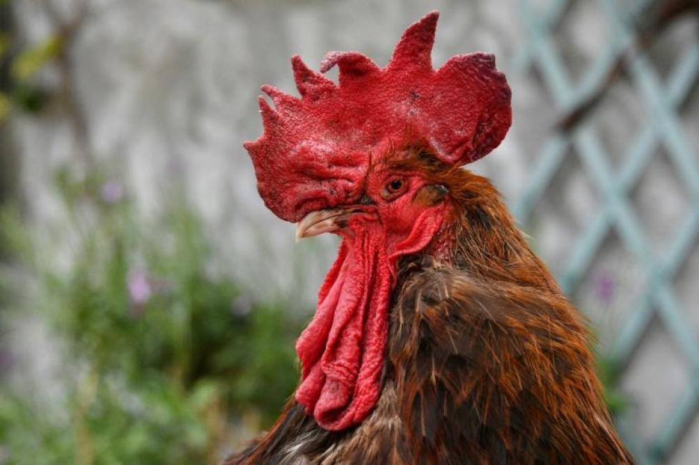 Le Celebre Coq Maurice Symbole De La Ruralite Est Mort