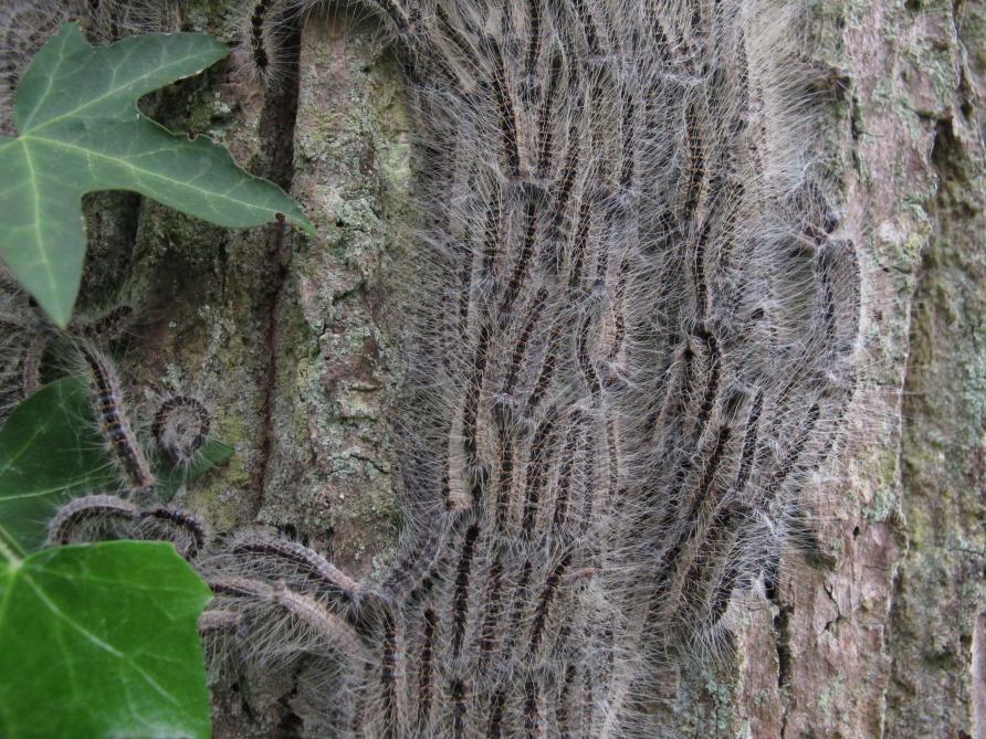 Ardennes C Est La Chenille Processionnaire Qui Redemarre