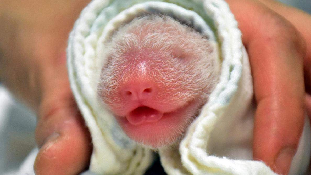 Un Deuxieme Bebe Panda Geant Voit Le Jour A Taiwan Un Deuxieme Bebe Panda Geant Voit Le Jour A Taiwan