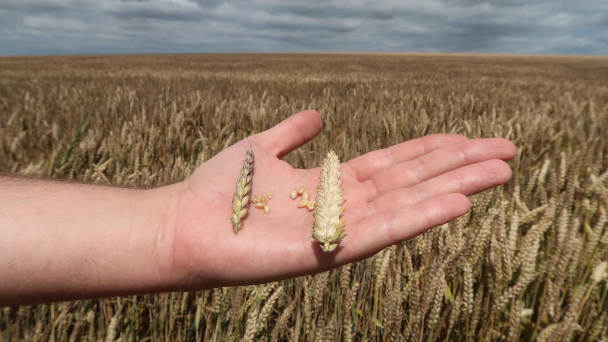 La Jaunisse Nanisante S Attaque Aux Cereales Dans Le Pays Chalonnais