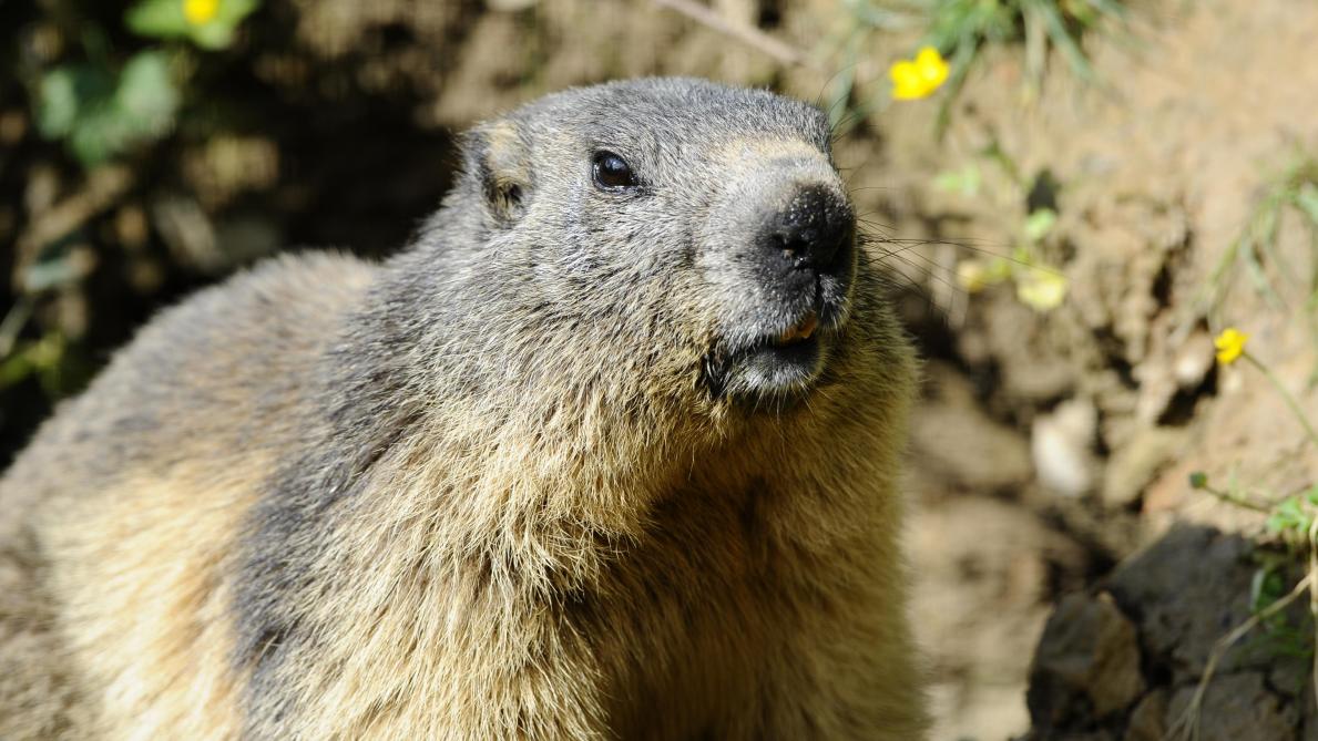 Plusieurs Cas De Peste Bubonique Dans Le Monde