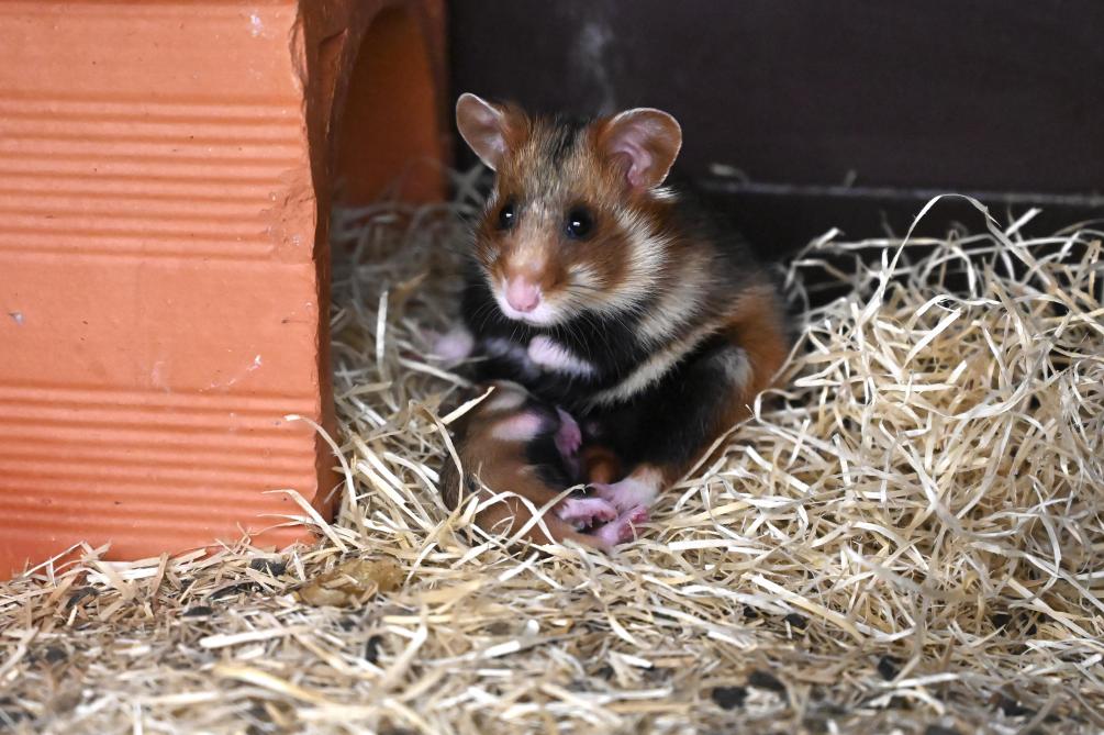 Haut Rhin Une Pouponniere Pour Sauver Le Grand Hamster D Alsace