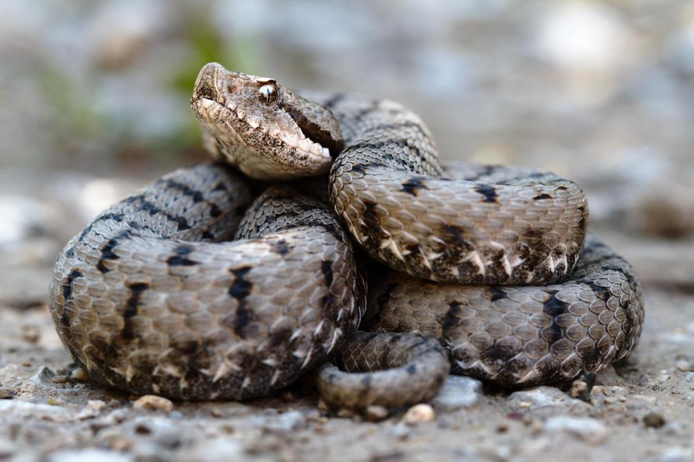 Que Faire Si Je Suis Mordu Par Un Serpent Que Faire Si Je Suis Mordu Par Un Serpent