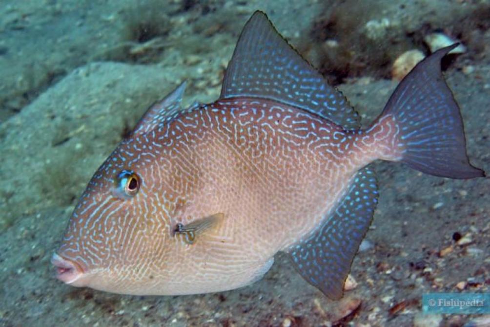 Quel Est Ce Poisson Qui S Attaque Aux Jambes Des Baigneurs Sur Une Plage De La Cote D Azur