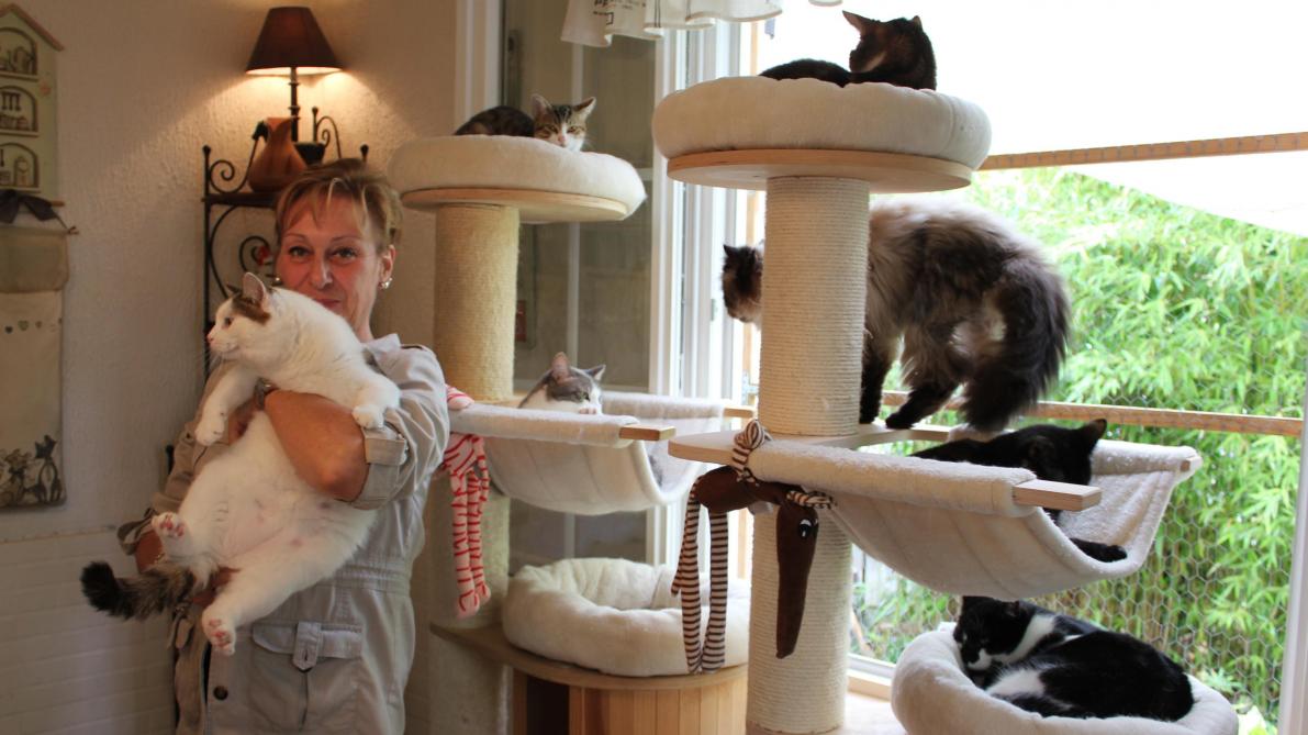Apres Avoir Recueilli 53 Chats Cette Habitante De Blanzy Pousse Un Coup De Gueule