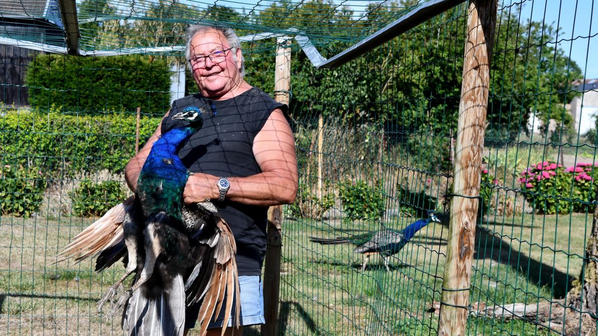 Un Passionne Eleve Des Paons Bleus A Chigny Un Passionne Eleve Des Paons Bleus A Chigny