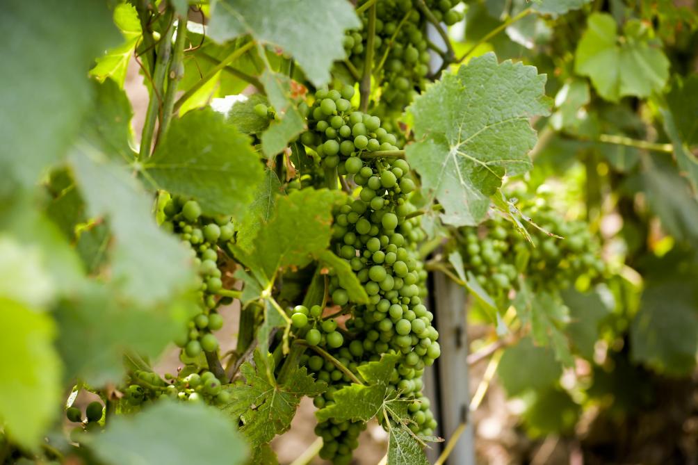 L Aube A L Honneur A La Foire De Chalons En Champagne