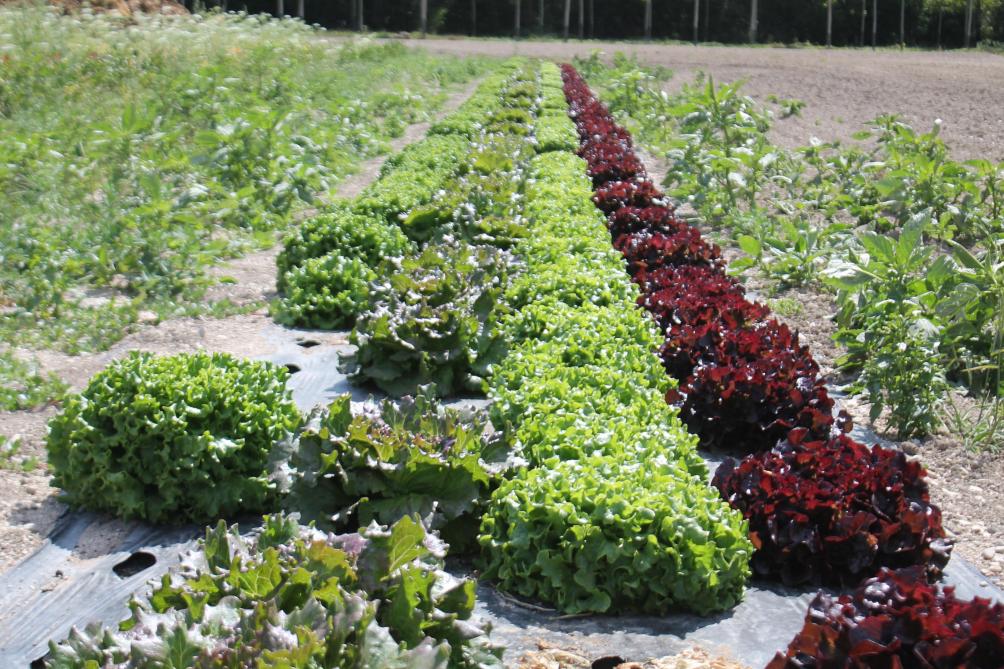 Des Legumes De Saison Au Jardin De Nana A Ormes