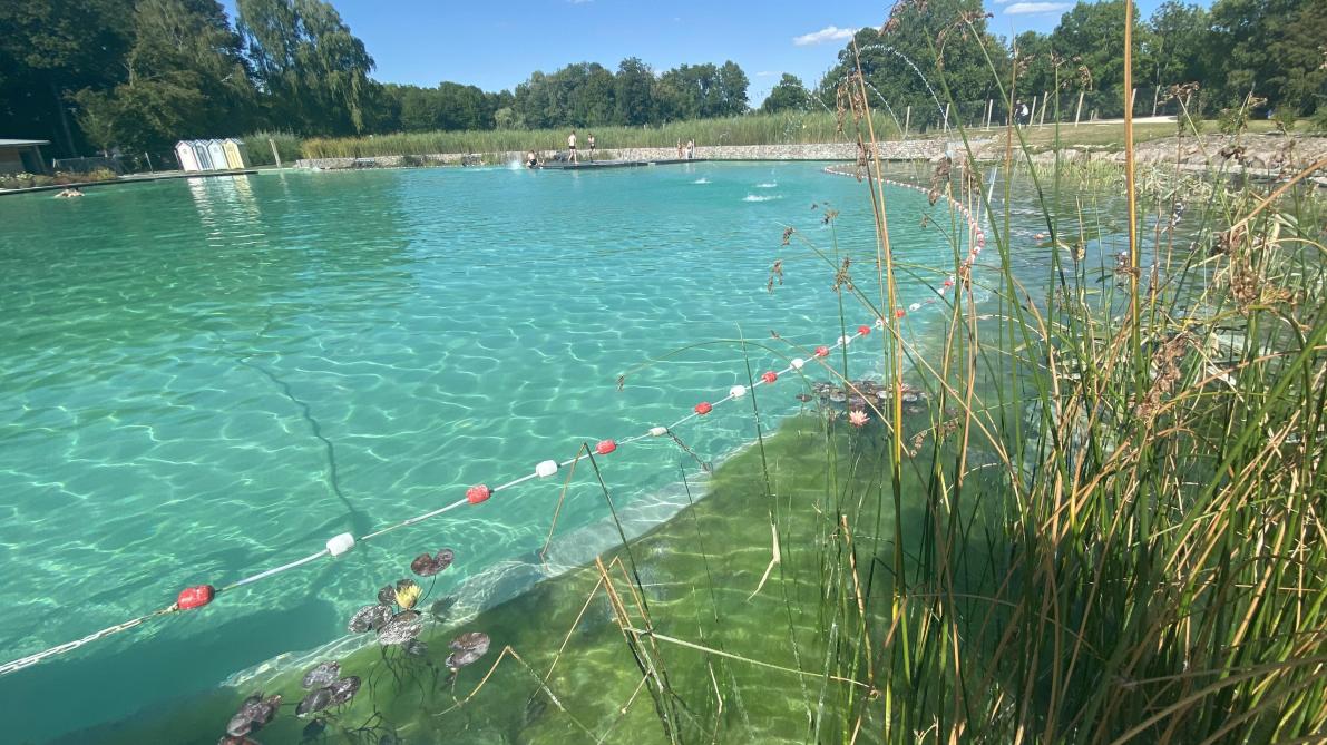 Le vrai et le faux de la piscine biologique de Connantre