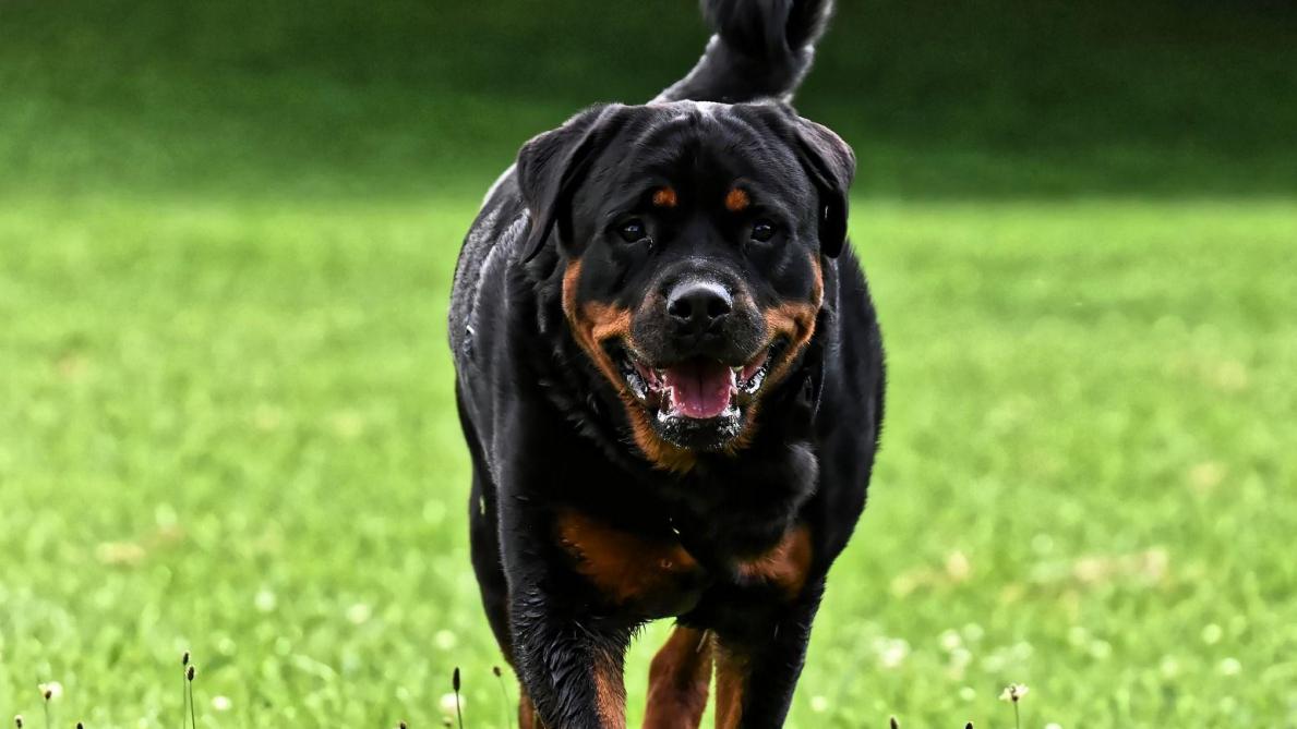 Un Cycliste Attaque Par Un Rottweiler Pres De Reims