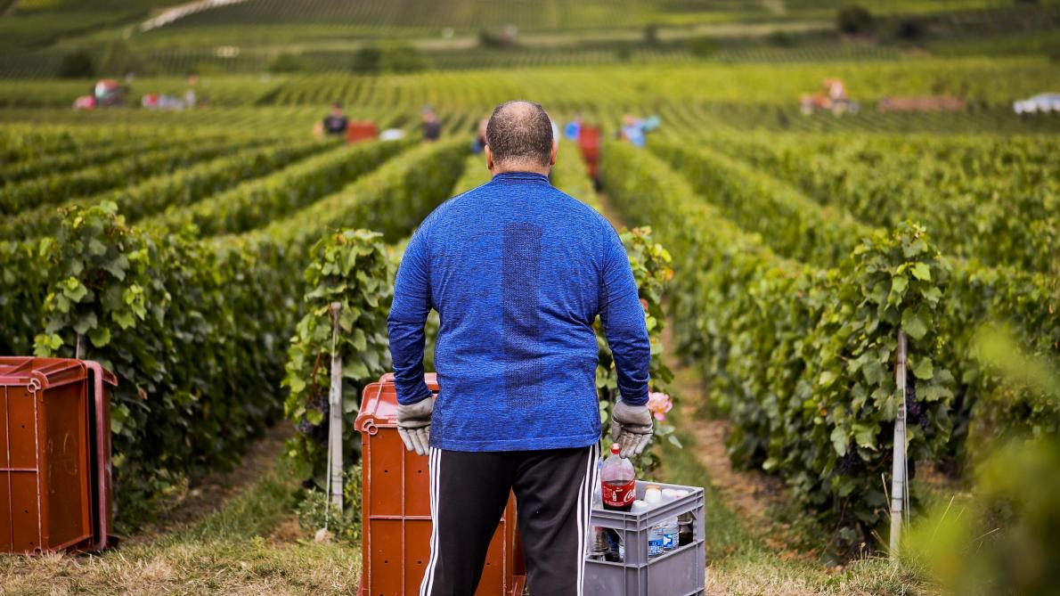 Calendrier Vendanges Champagne 2022