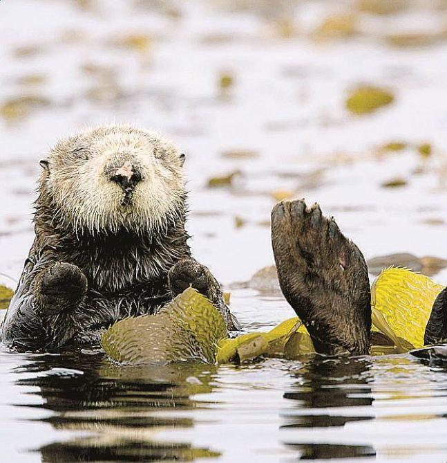 Ardennes La Loutre Dans La Meuse Un Retour Attendu Ardennes La Loutre Dans La Meuse Un Retour Attendu