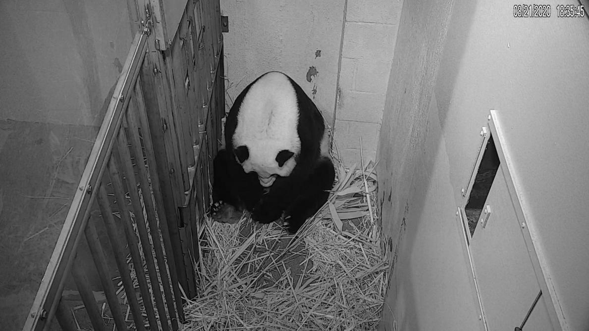 Video Un Bebe Panda Est Ne Au Zoo De Washington Video Un Bebe Panda Est Ne Au Zoo De Washington