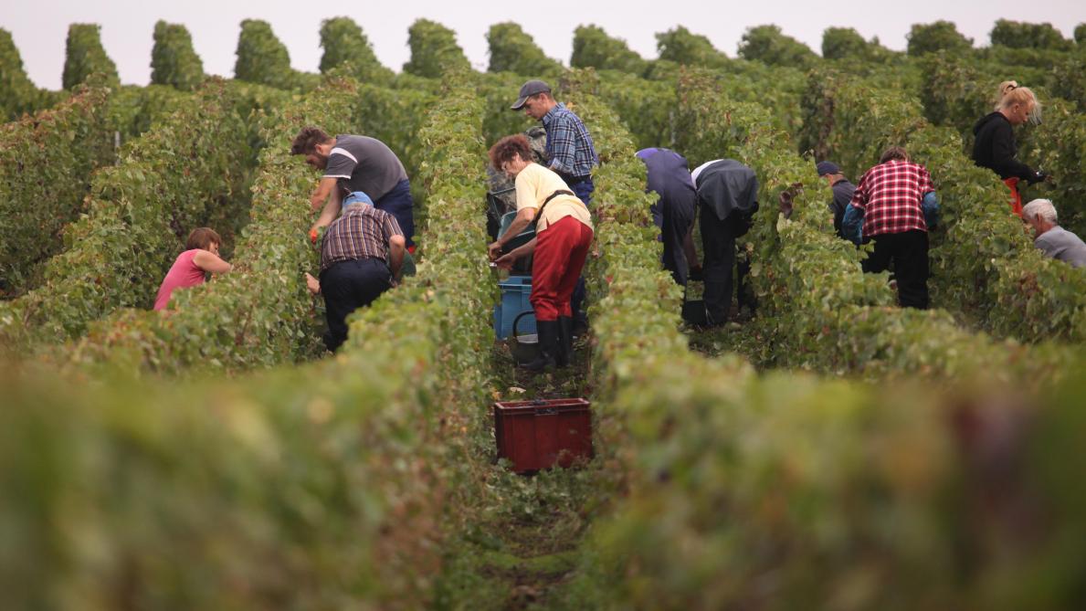 Vendanges 2020 Des Beneficiaires Du Rsa Mobilises Pour Travailler Dans Les Vignes