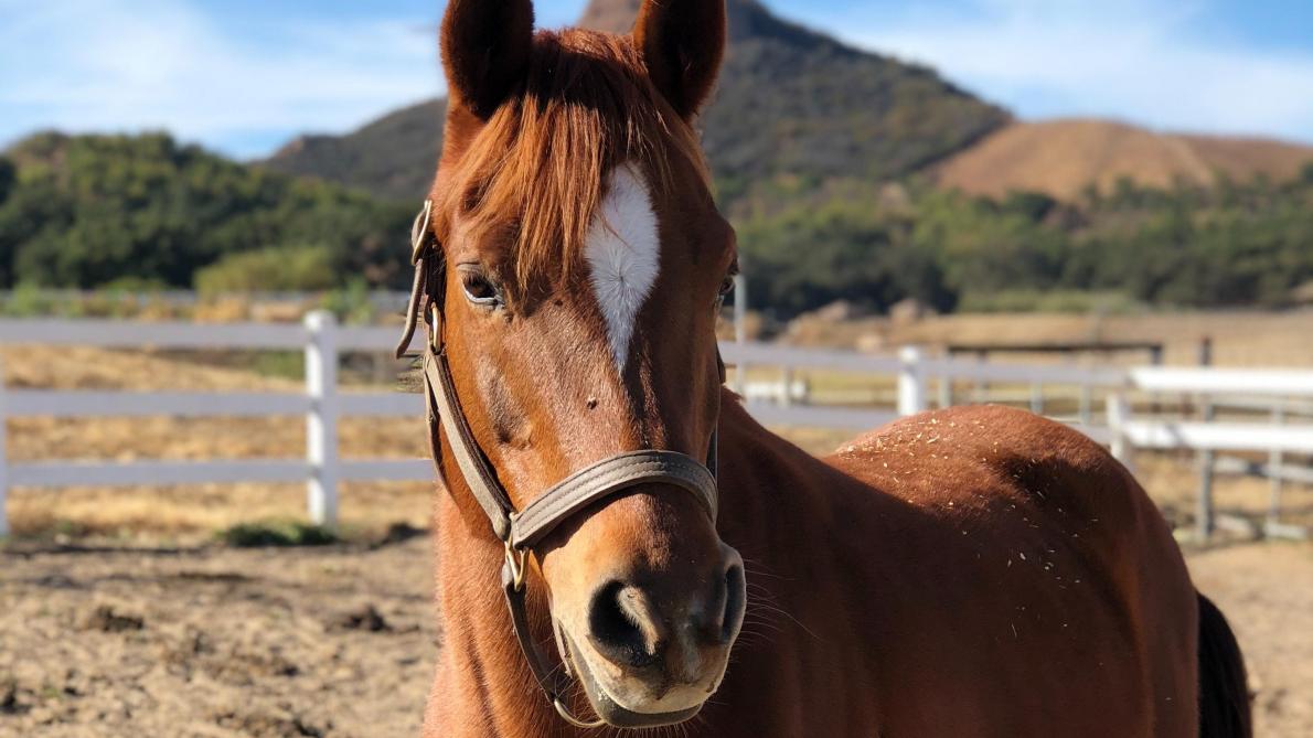 Chevaux Mutiles Et Tues Le Point Sur La Situation