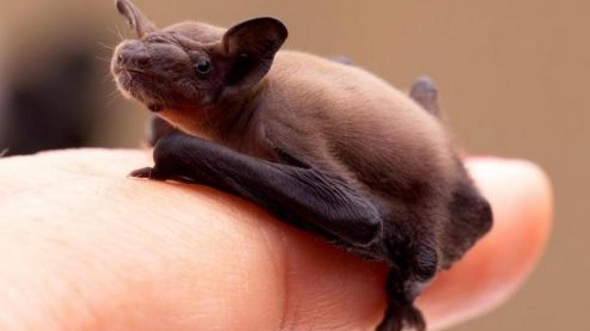 Maizieres La Grande Paroisse A La Decouverte Des Chauves Souris