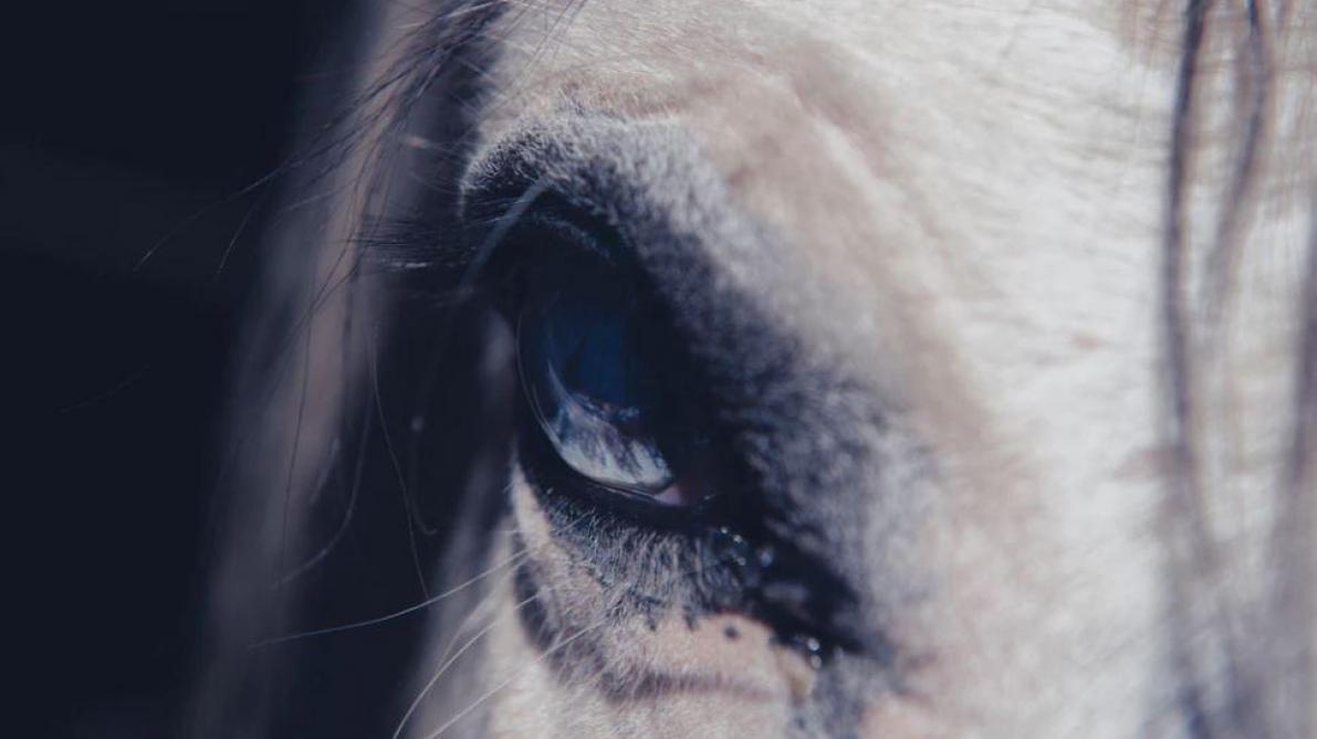 Ardennes Suspicion De Mutilation Sur Un Cheval A Belleville Et Chatillon Sur Bar Aucune des oeuvres de cheval.ecran.org ne provient d'autres sites internet ou de librairies de photos libre de droit. cheval a belleville et chatillon sur bar
