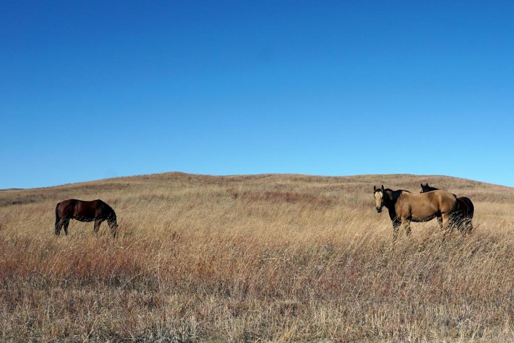 Un Nouveau Cheval Mutile Decouvert Dans L Allier Gratuit pour un usage commercial. un nouveau cheval mutile decouvert dans